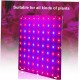 Newin Star Anlage wachsen Licht LED 25W hydroponischen Treibhaus Full Spectrum Lampe wachsen für Zimmerpflanzen - BWRMQ8BJ
